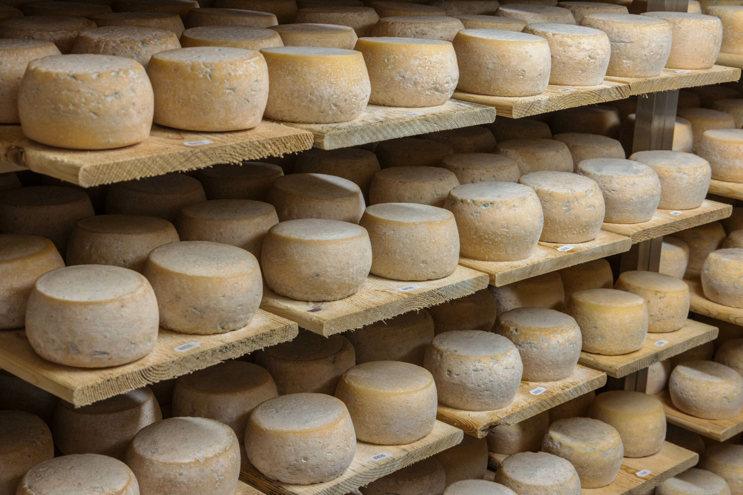Affinage des fromages sur planches en bois 2 Affinage des fromages sur planches en bois
